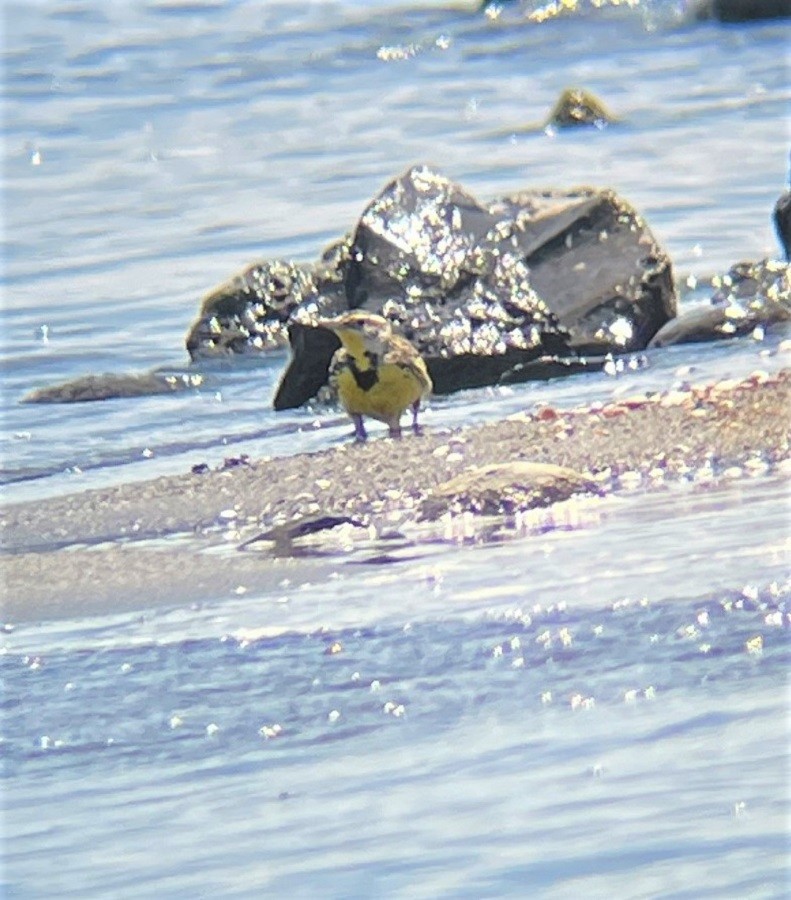 Western Meadowlark - ML581599811