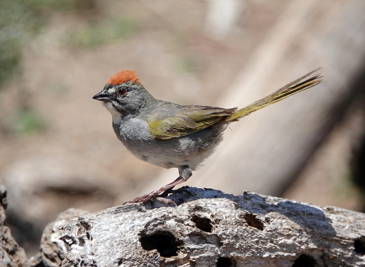 Green-tailed Towhee - ML581600151