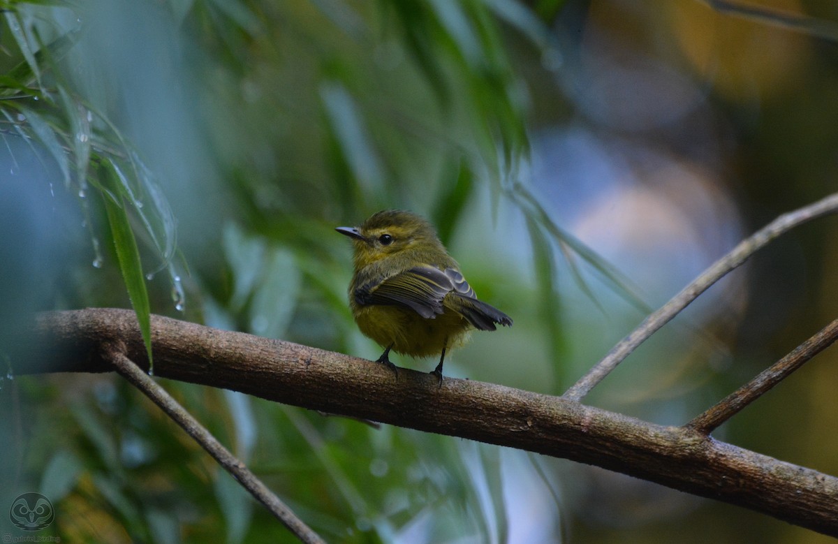 Yellow Tyrannulet - ML581600361