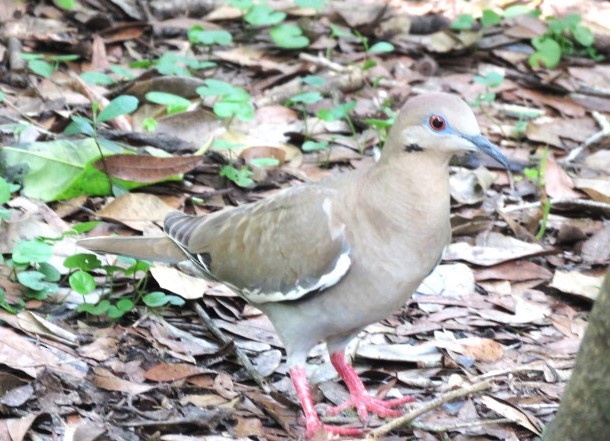 White-winged Dove - ML581600811