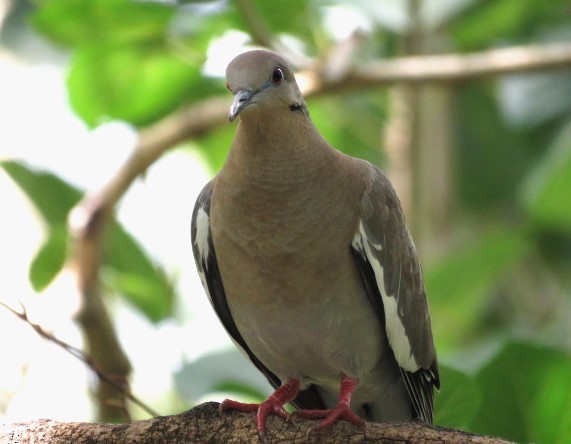 White-winged Dove - ML581600881