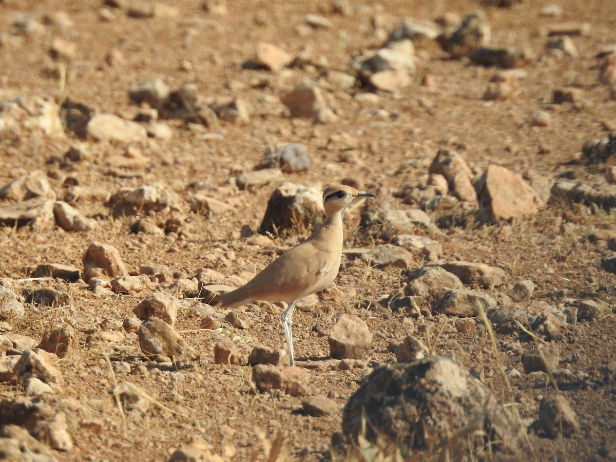 Cream-colored Courser - ML581601911