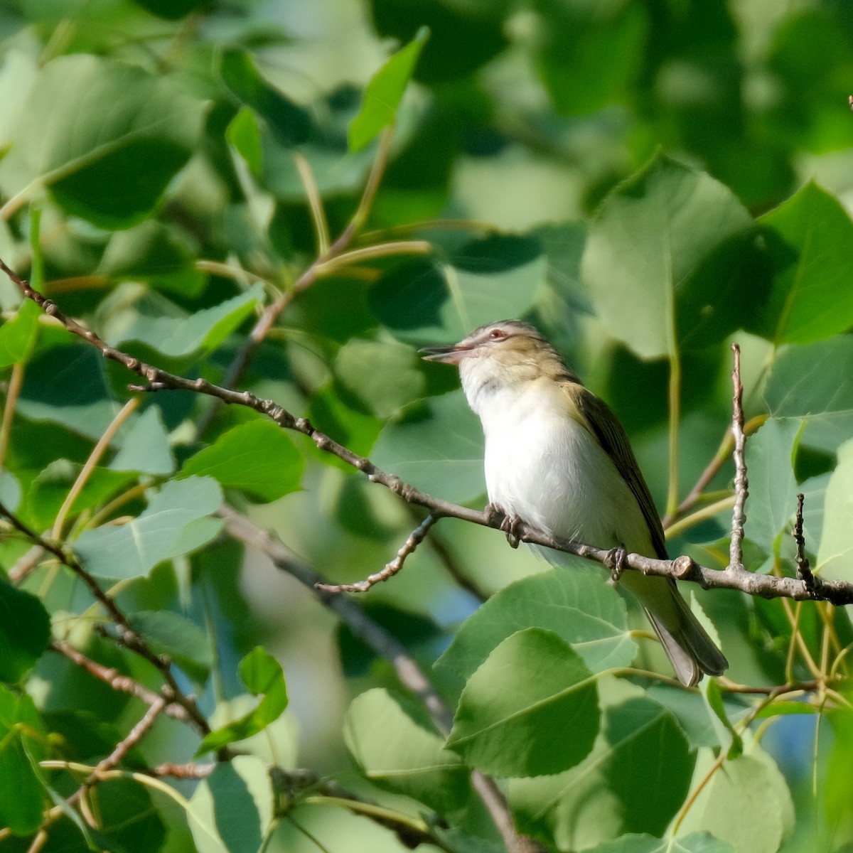 Red-eyed Vireo - Jean-Marc Emery