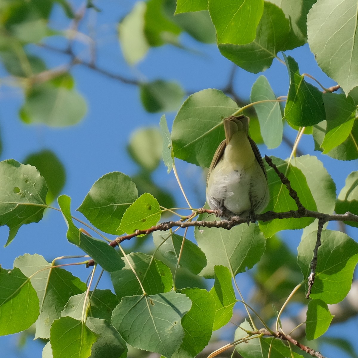 Red-eyed Vireo - ML581603551