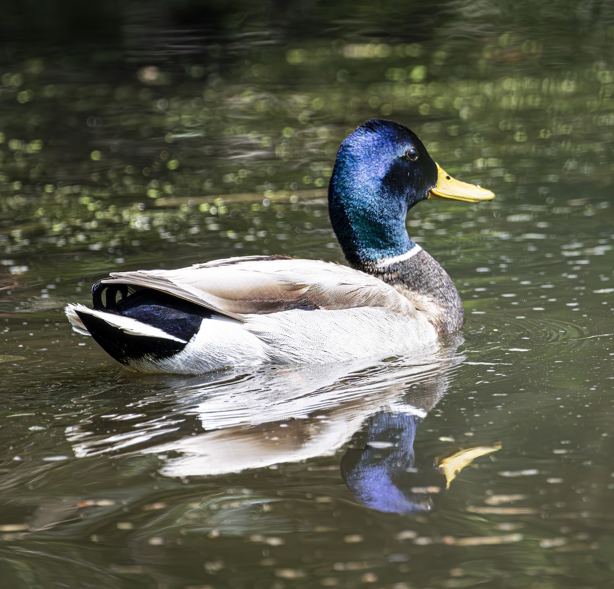 Mallard - Douglas Knight