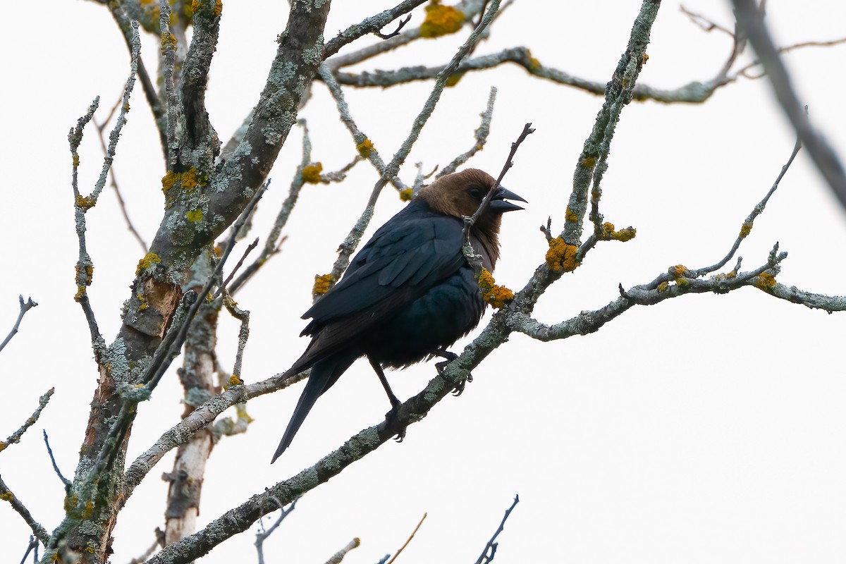 Brown-headed Cowbird - Rob  Henderson