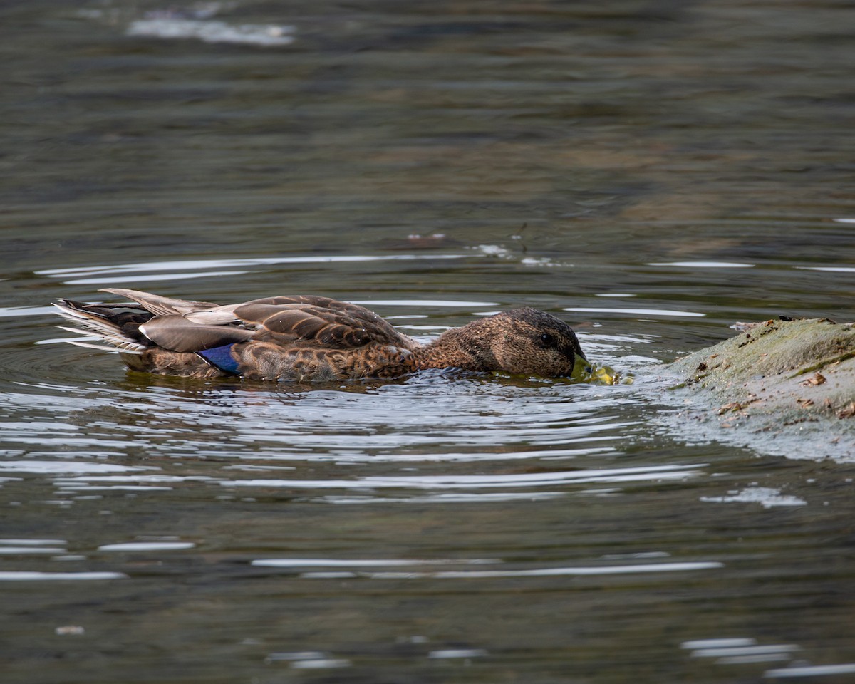 Mallard - ML581604381