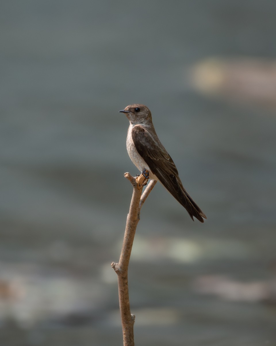 Northern Rough-winged Swallow - ML581604511