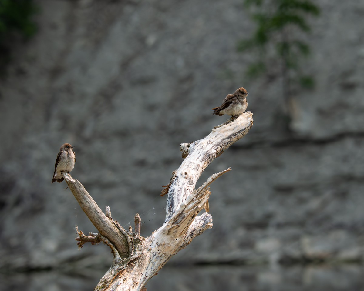 Northern Rough-winged Swallow - ML581604521