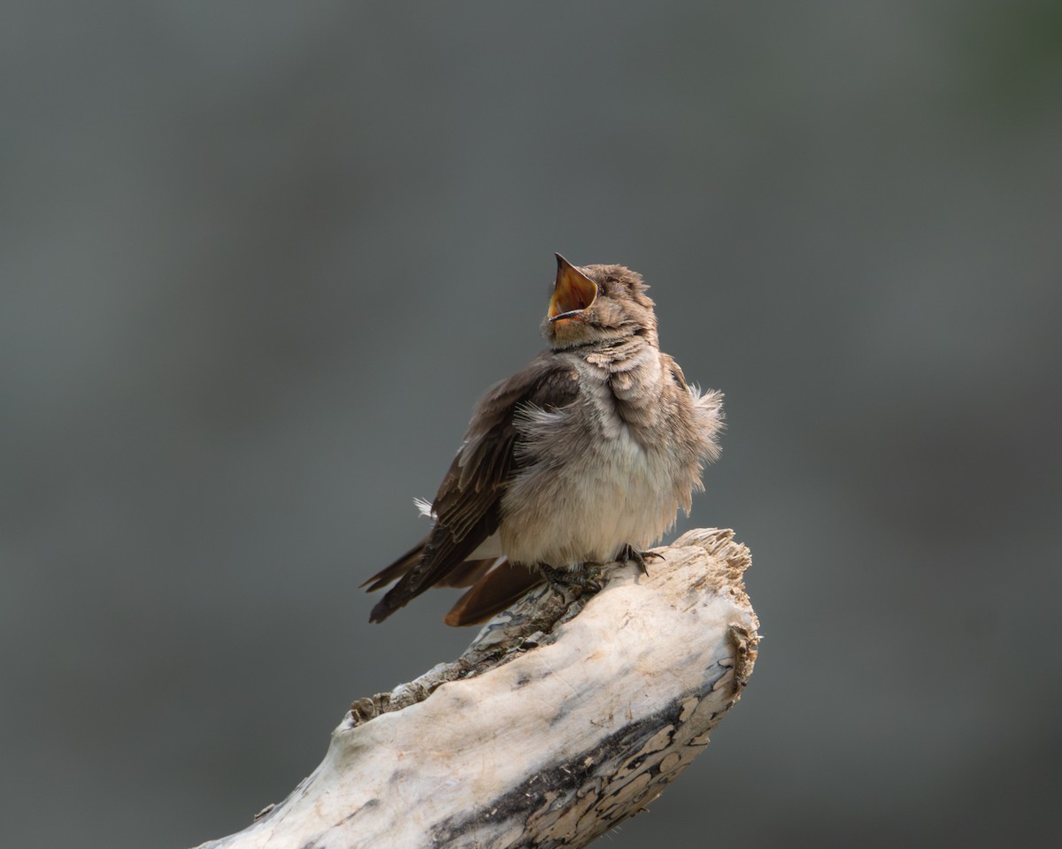 Golondrina Aserrada - ML581604541