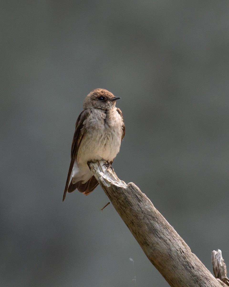 Northern Rough-winged Swallow - ML581604551