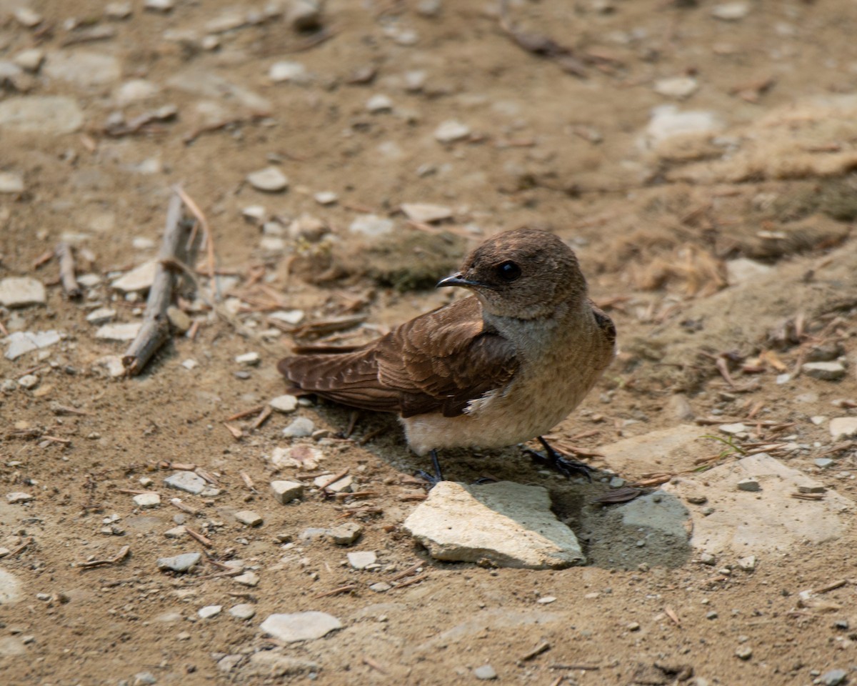 Northern Rough-winged Swallow - ML581604561