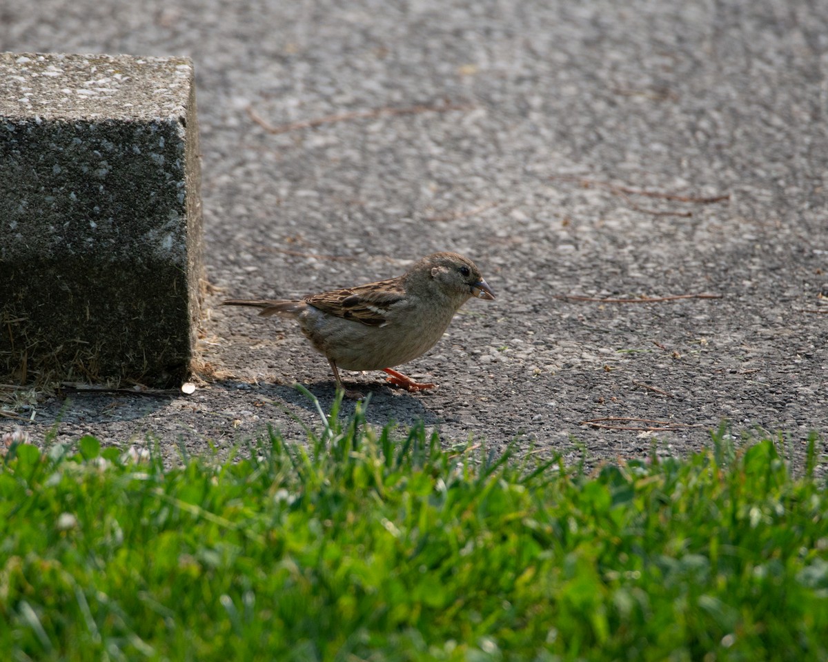 House Sparrow - Anonymous