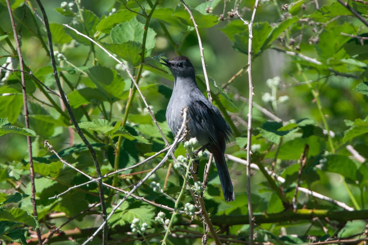 Gray Catbird - ML581606151