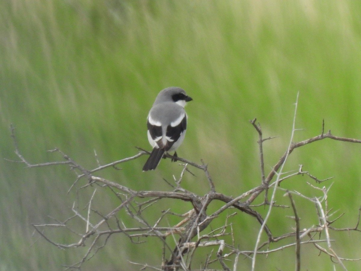 Loggerhead Shrike - ML581606521