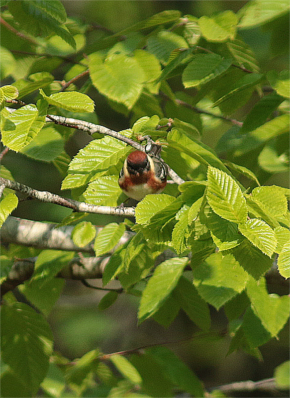 Bay-breasted Warbler - Mike Fahay