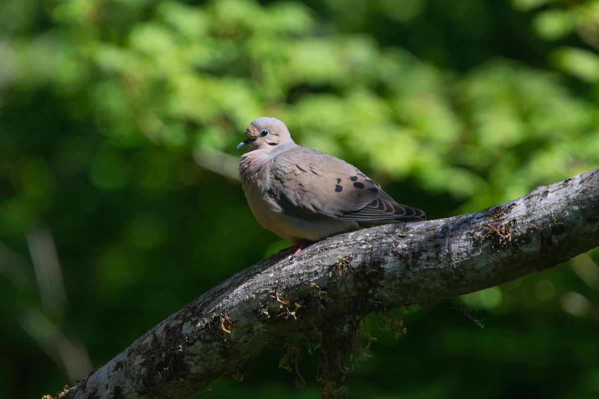 Mourning Dove - ML581607121