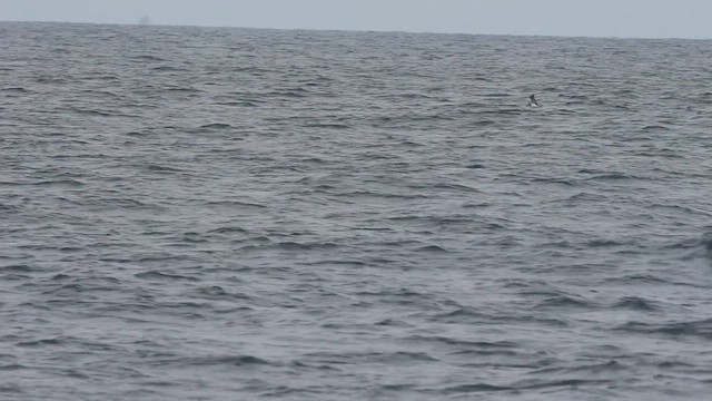 Cook's Petrel - ML581607561