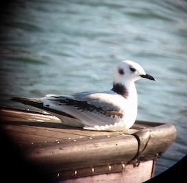 Black-legged Kittiwake - ML581608801