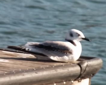 Black-legged Kittiwake - ML581608891