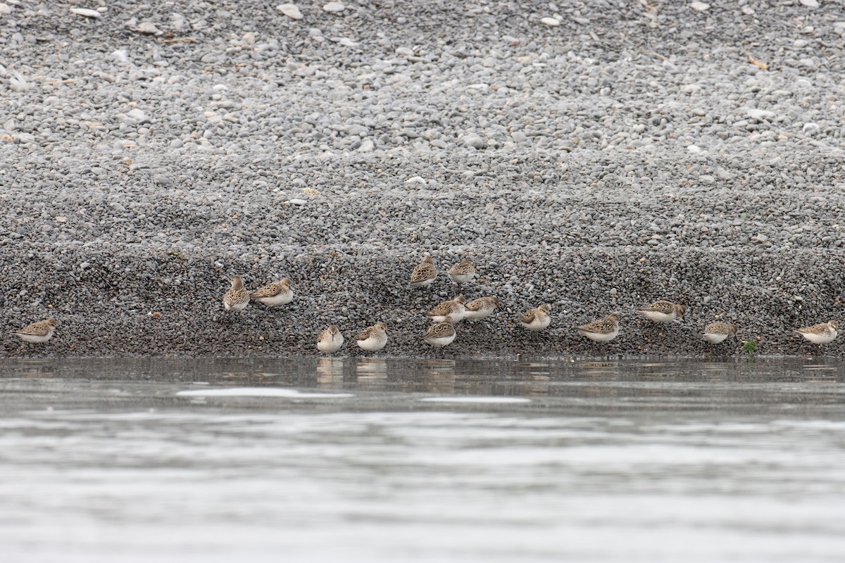 Semipalmated Sandpiper - Paul Jones