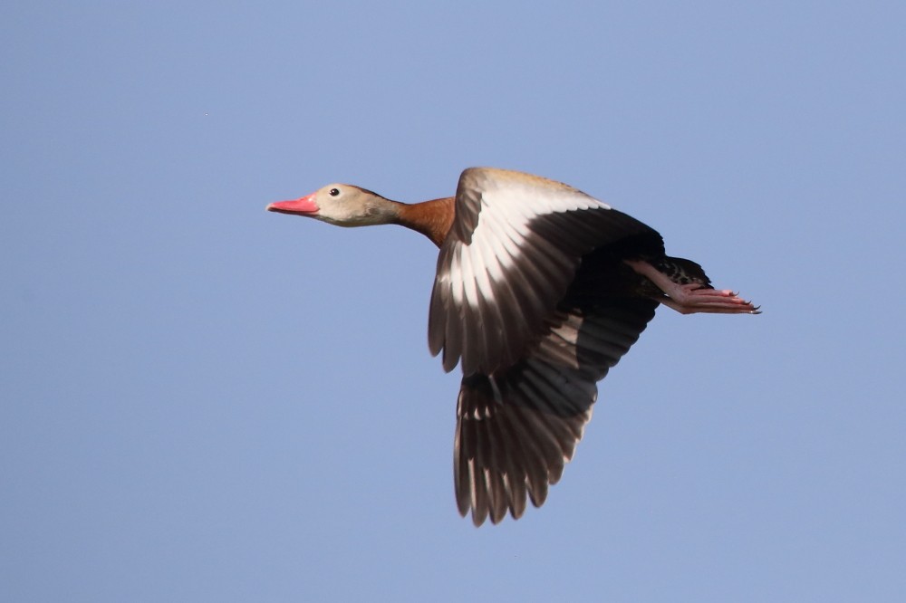 Dendrocygne à ventre noir - ML581612881