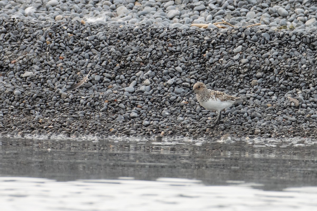 Sanderling - ML581612941