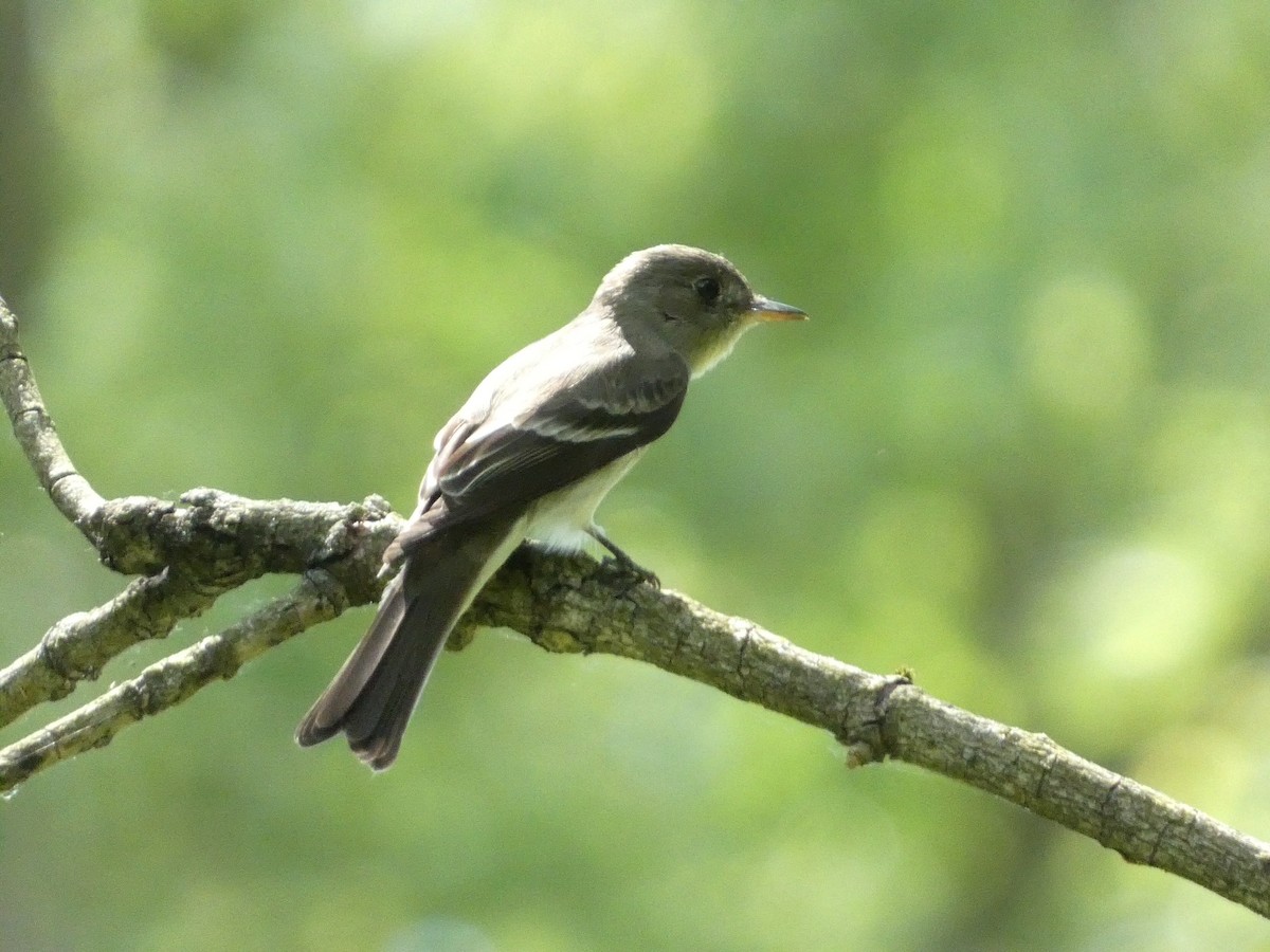 Eastern Wood-Pewee - ML581613881