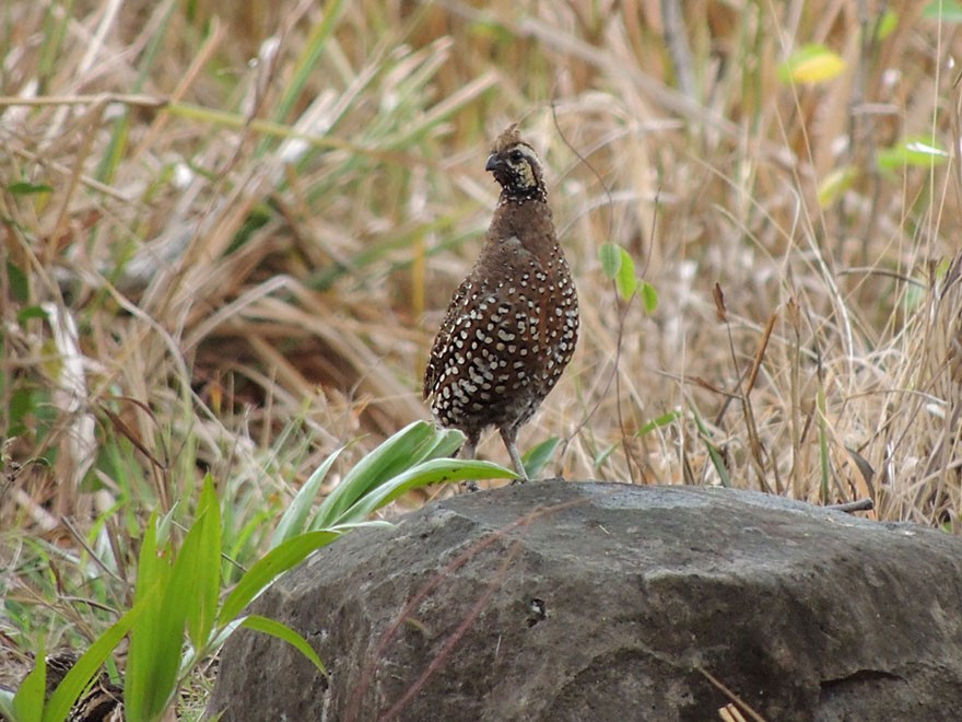 Crested Bobwhite (Spot-bellied) - ML58161411