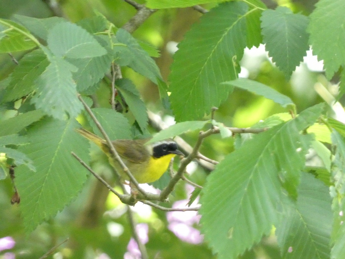 Common Yellowthroat - Roberto Macay