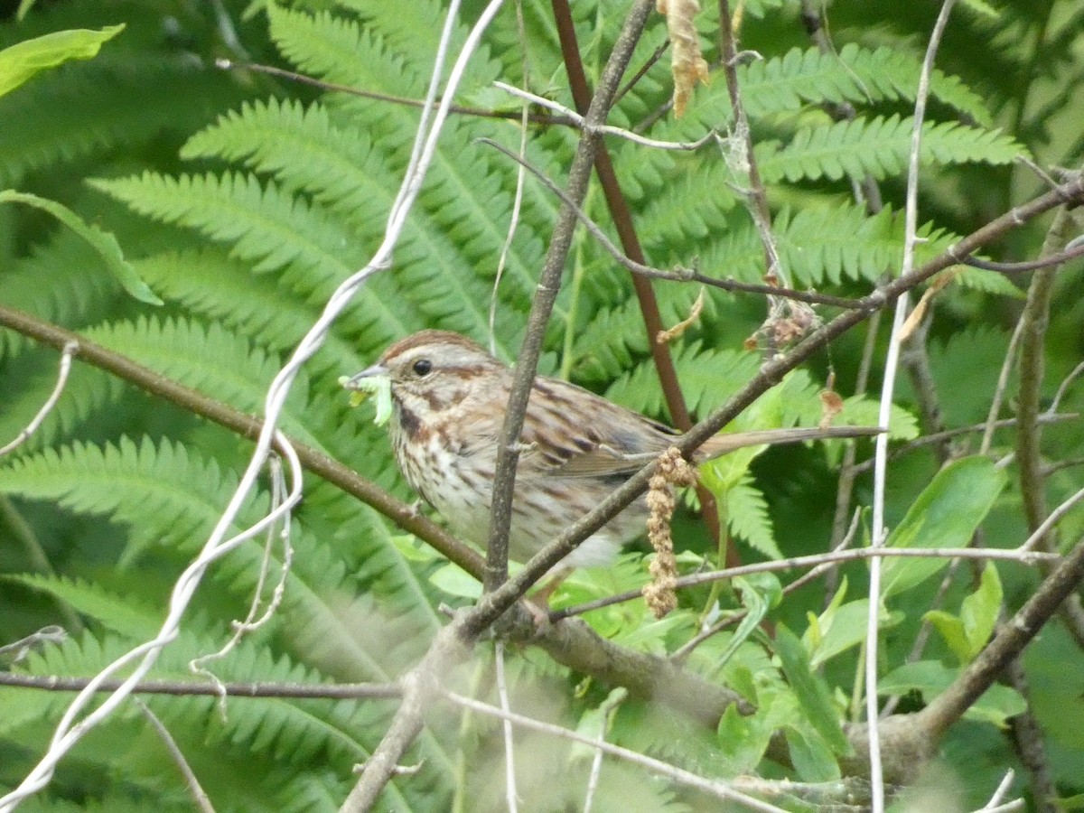 Song Sparrow - Roberto Macay