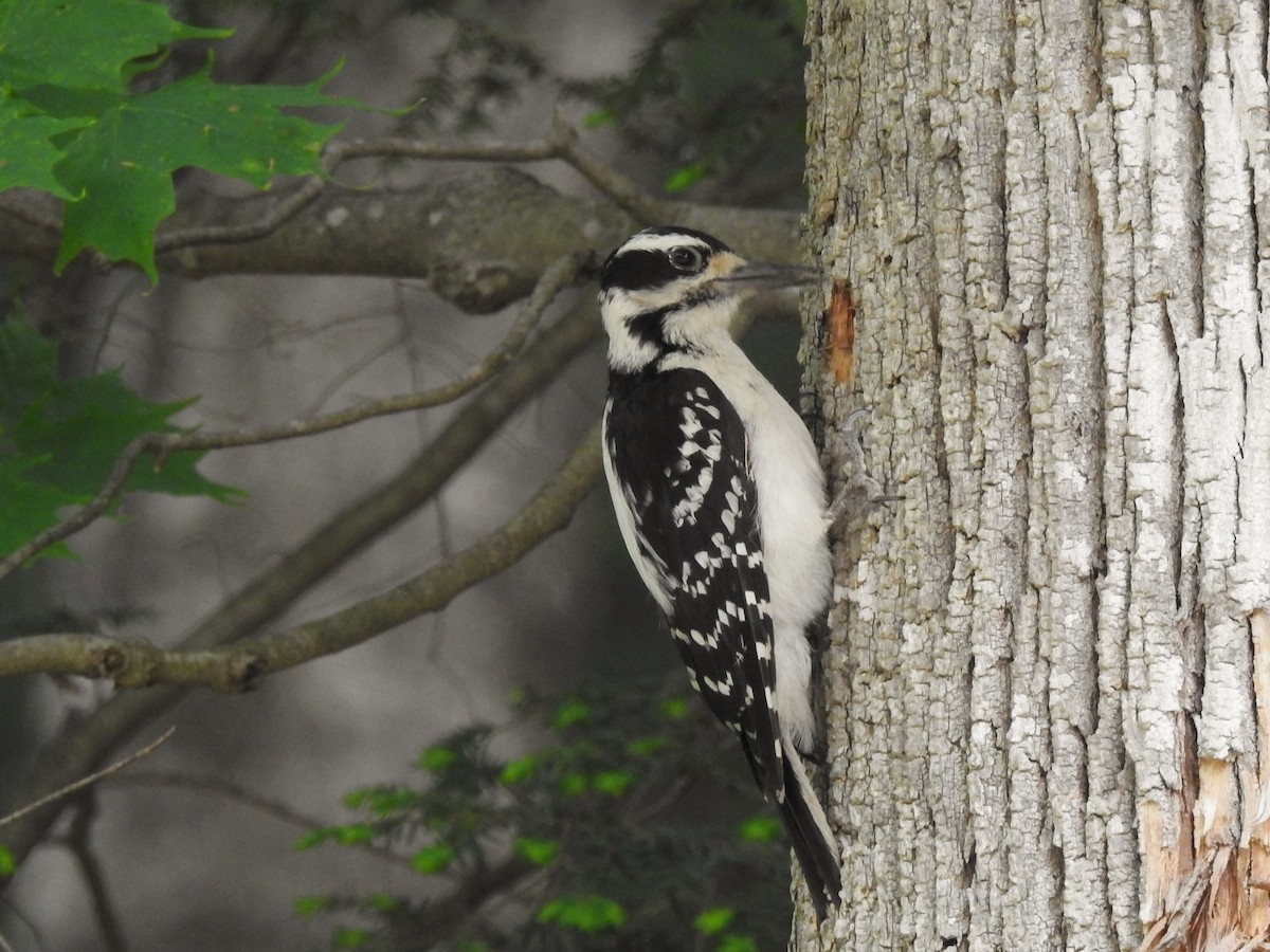 Hairy Woodpecker - Barbara Clise