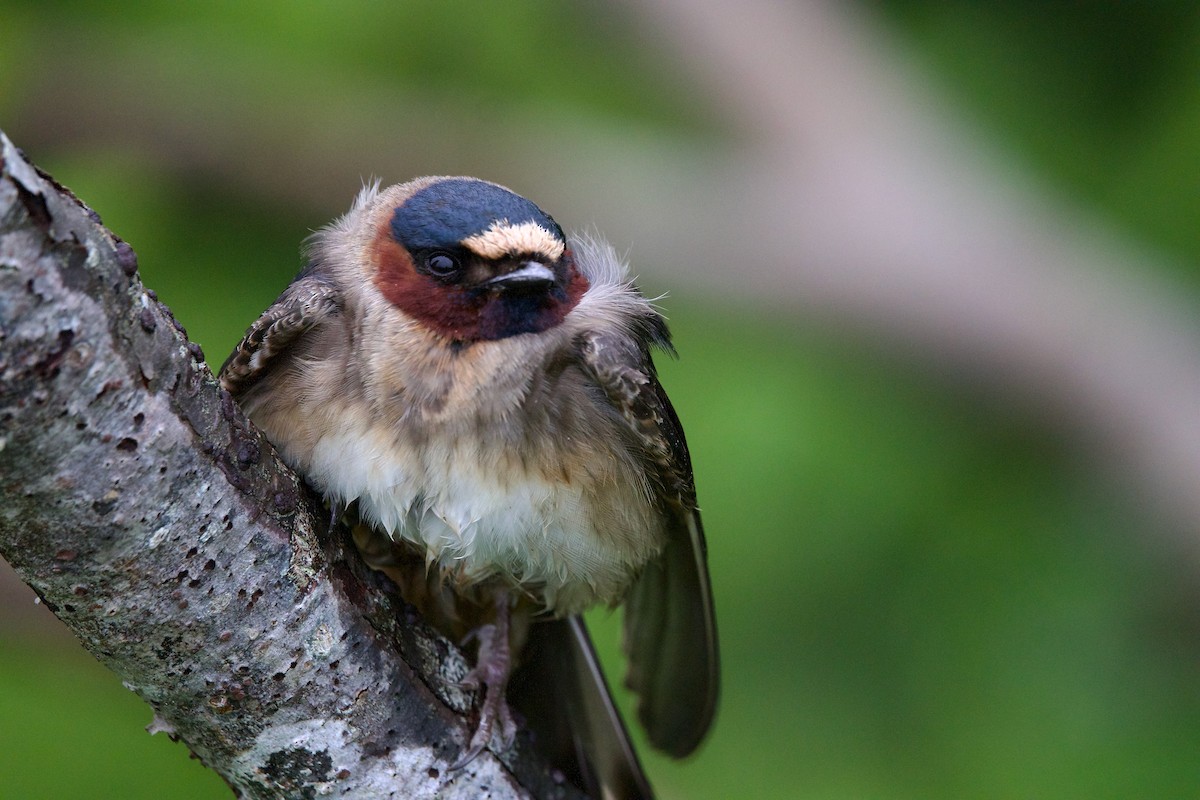 Cliff Swallow - ML581615581