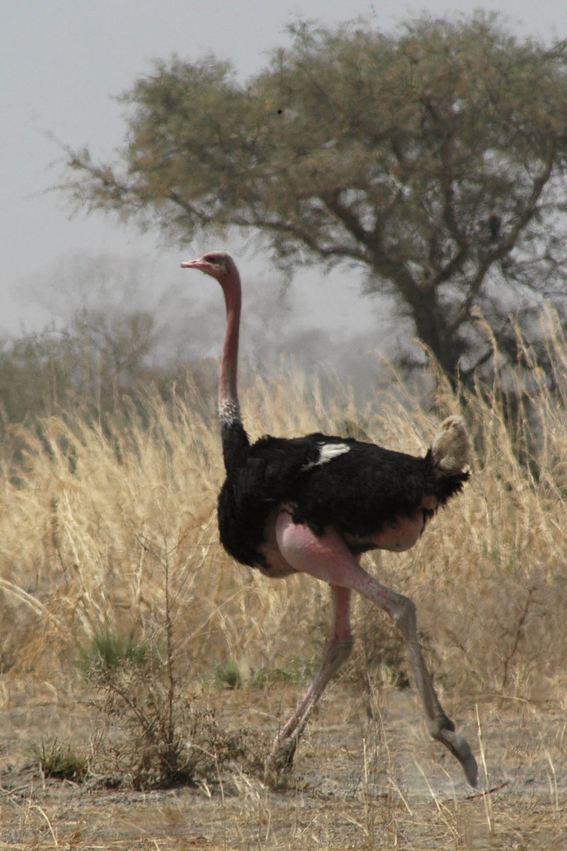 Common Ostrich - Jaap Van der Waarde