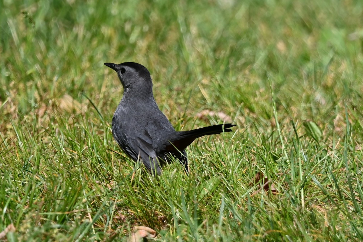 Gray Catbird - ML581616071