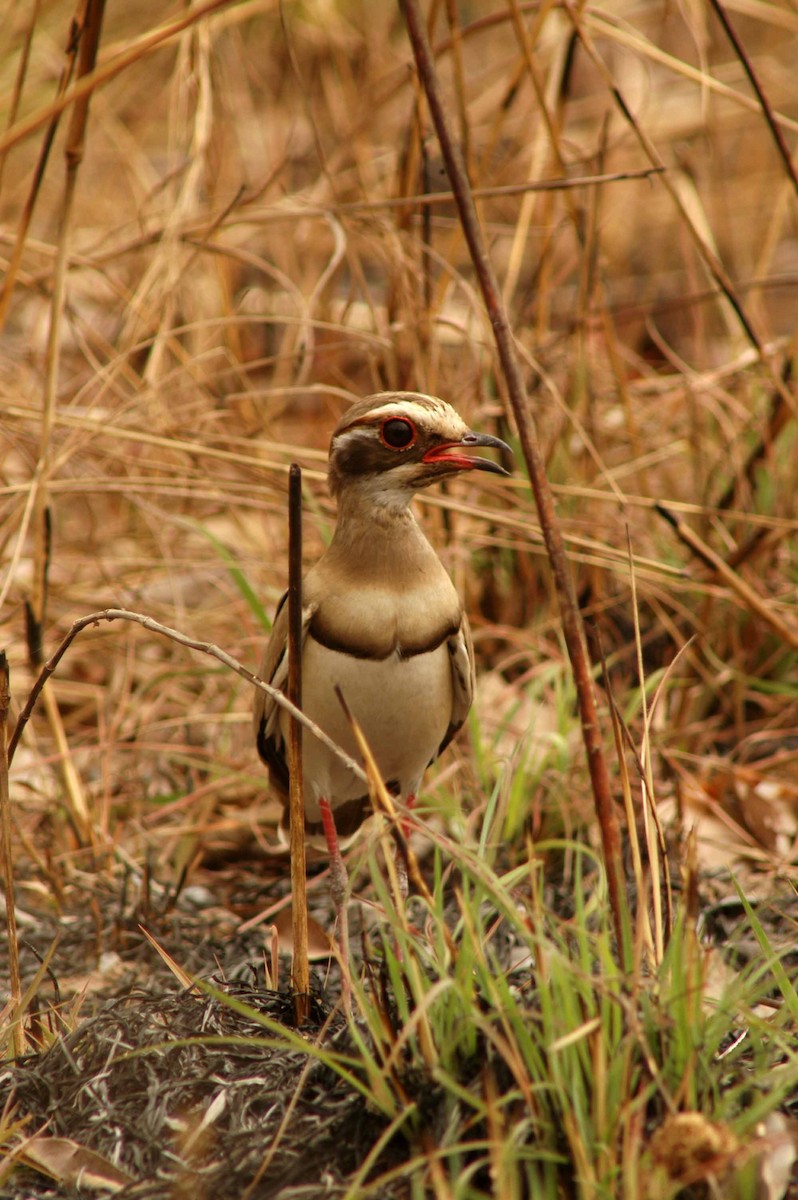 Bronze-winged Courser - ML581617181