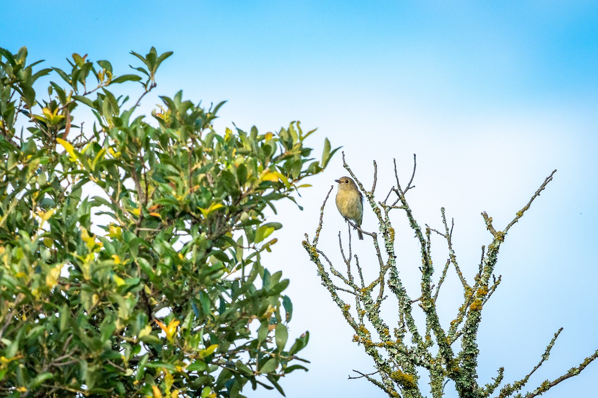 Hutton's Vireo - ML581617291