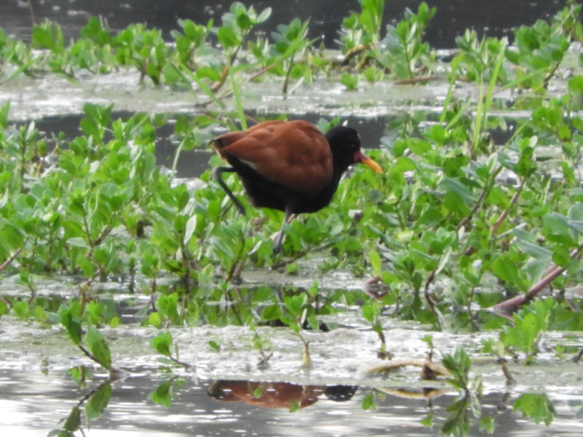 Wattled Jacana - ML581617741