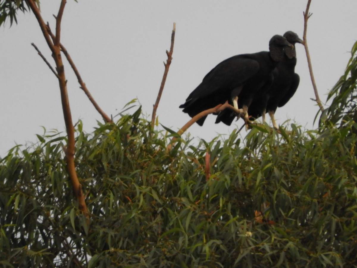 Black Vulture - ML581617931