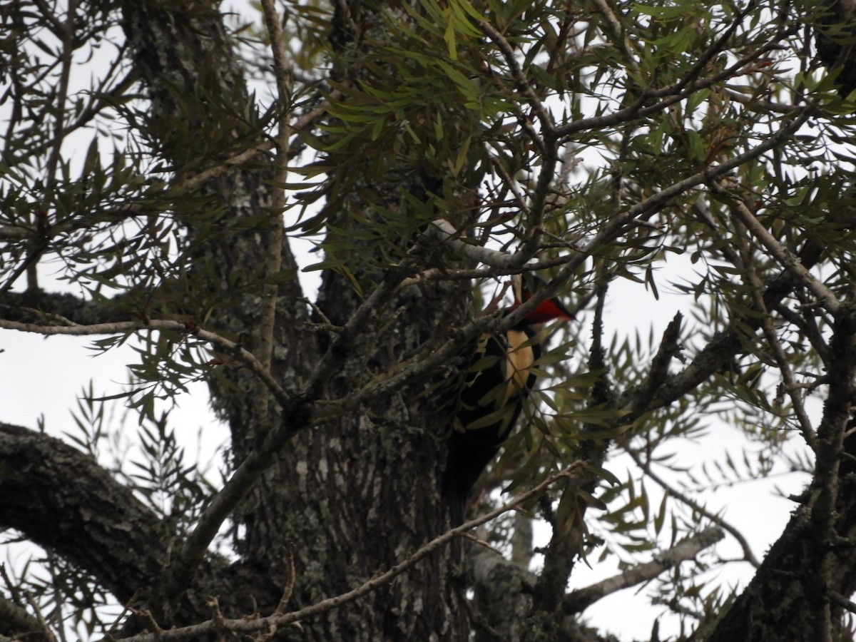 Cream-backed Woodpecker - Silvia Enggist