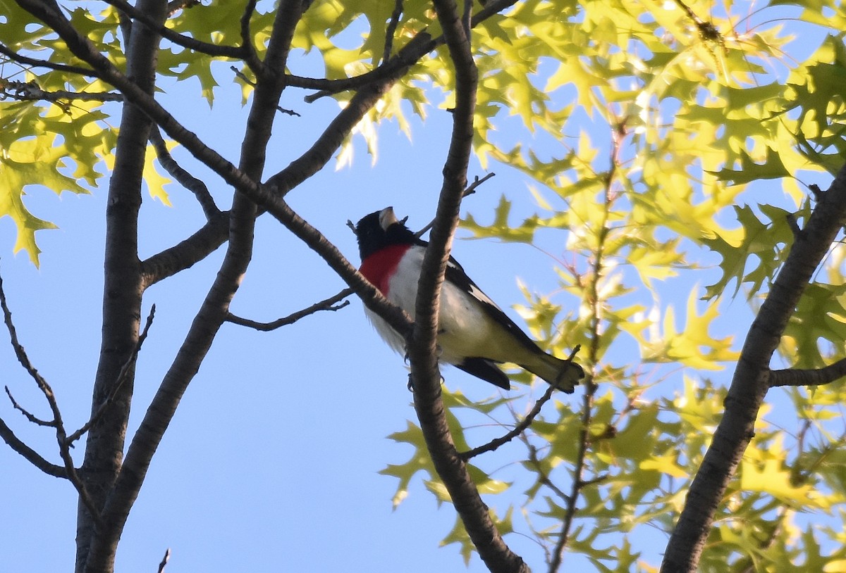 Rose-breasted Grosbeak - ML581618331