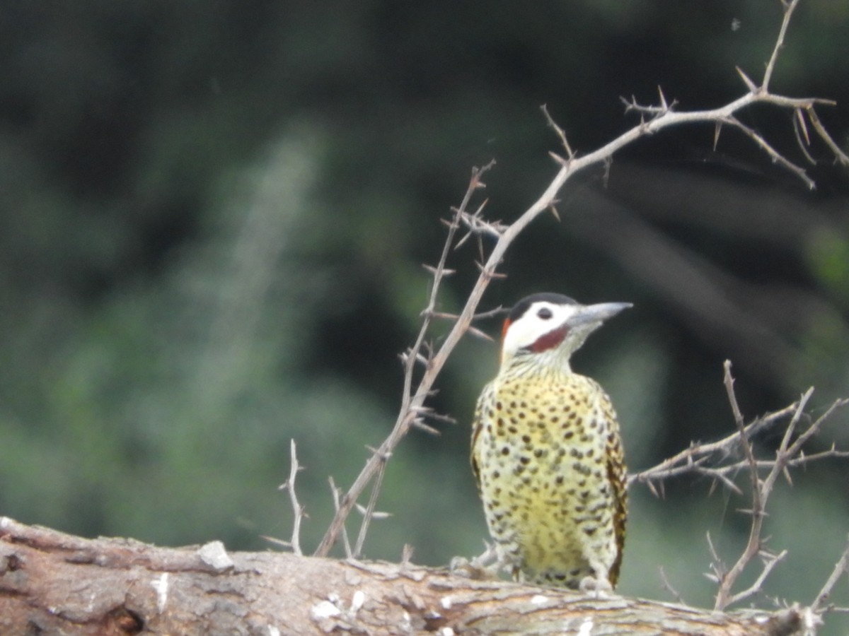 Green-barred Woodpecker - Silvia Enggist