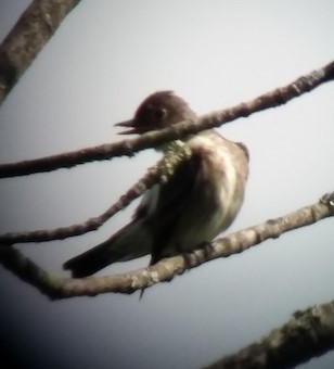 Olive-sided Flycatcher - ML581618581