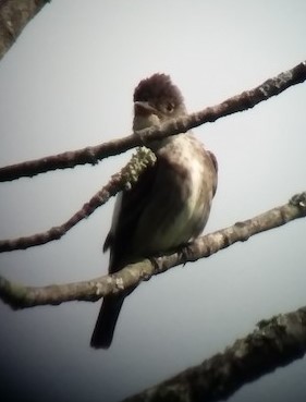 Olive-sided Flycatcher - ML581618691