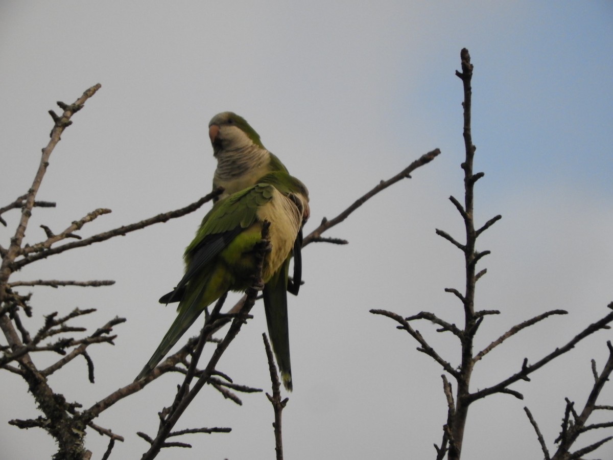 Monk Parakeet - Silvia Enggist