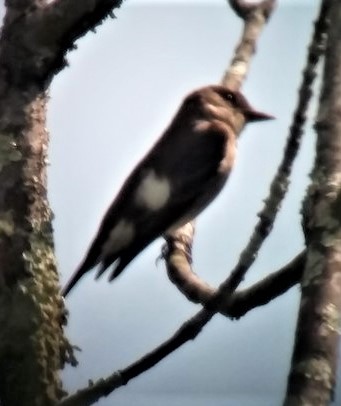 Olive-sided Flycatcher - ML581618811