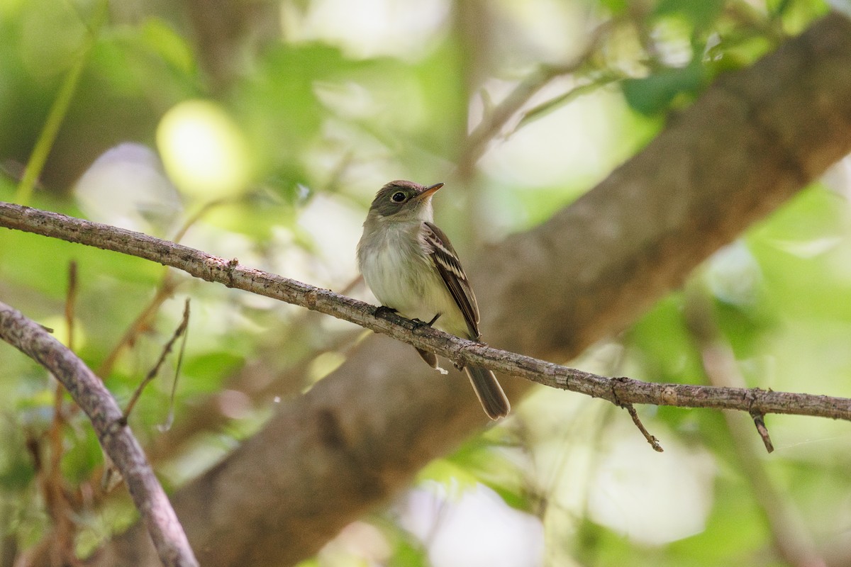 Acadian Flycatcher - Leena M