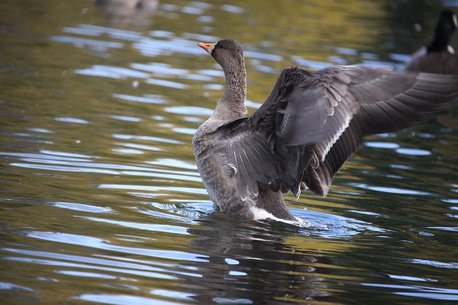 Greater White-fronted Goose - ML581619711