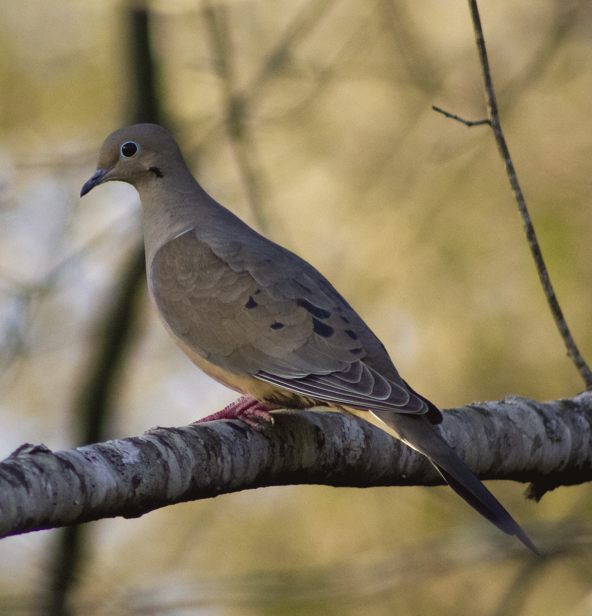 Mourning Dove - ML581620351