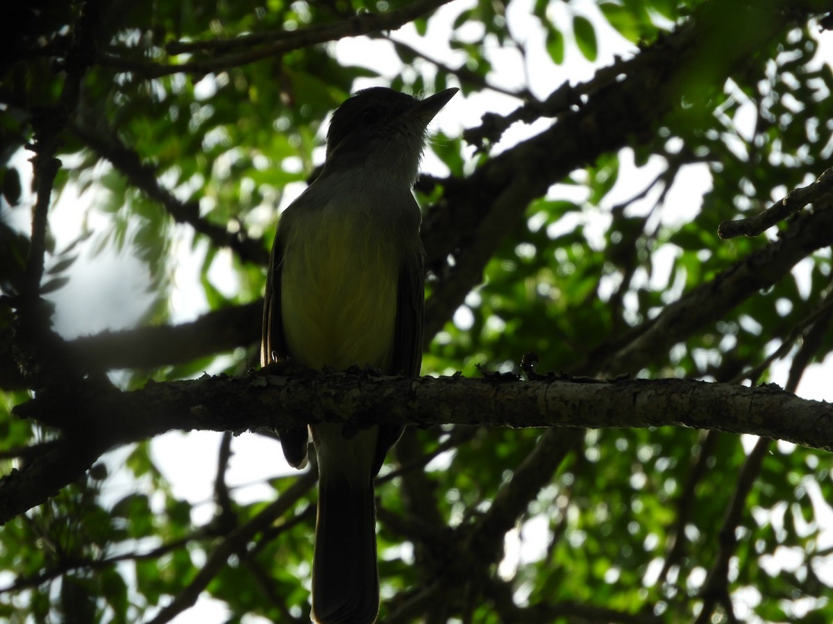 Brown-crested Flycatcher - ML581620891